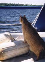 Milo watching the shore go away